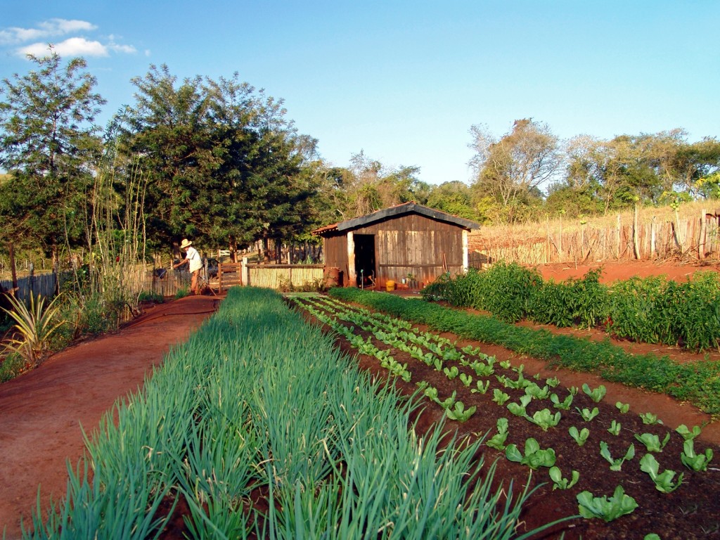 Horta em pequena propriedade rural em Avaré (SP). Créditos: José Reynaldo da Fonseca/ Wikimedia Commons